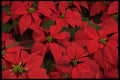 421062 Red Poinsettia A4 Photo Print