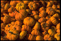 421071 Pumpkins A4 Photo Print