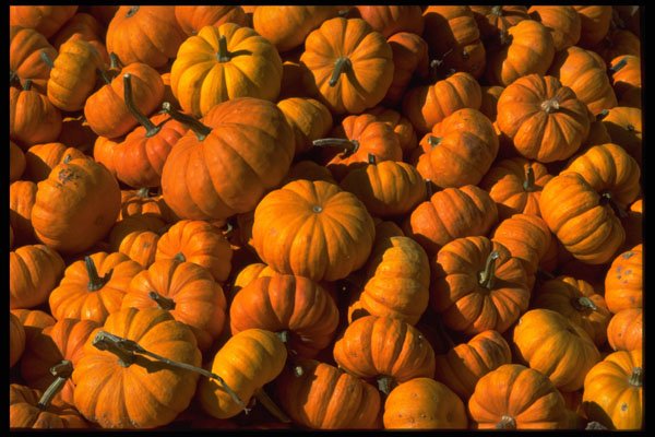 421071 Pumpkins A4 Photo Print