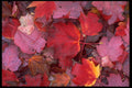 421072 Wet Leaves A4 Photo Print