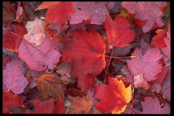 421072 Wet Leaves A4 Photo Print
