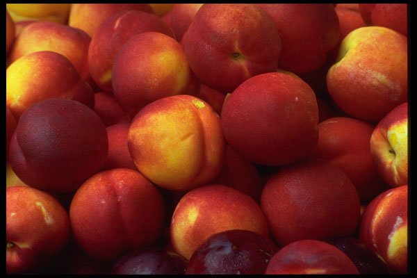 421084 Red Plums A4 Photo Print