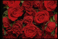 421085 Red Sweetheart Roses A4 Photo Print