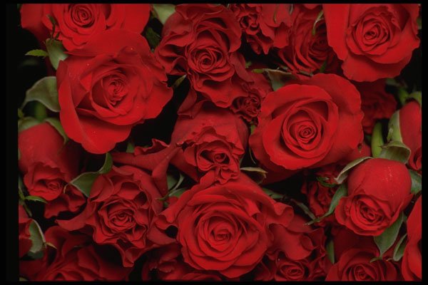 421085 Red Sweetheart Roses A4 Photo Print