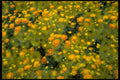 421086 Double Exposure Of Chrysanthemums A4 Photo Print