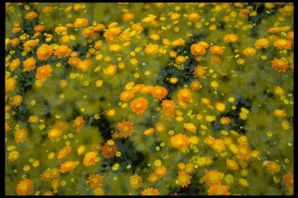 421086 Double Exposure Of Chrysanthemums A4 Photo Print