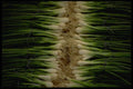 421087 Shallots A4 Photo Print