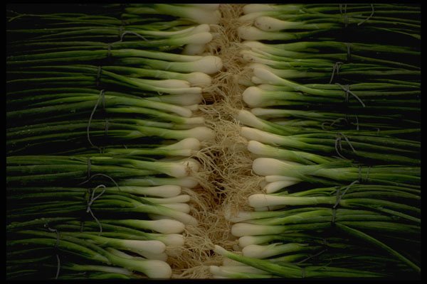 421087 Shallots A4 Photo Print