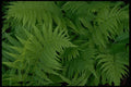 421088 Green Ferns A4 Photo Print