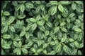 421090 Aluminum Plants A4 Photo Print