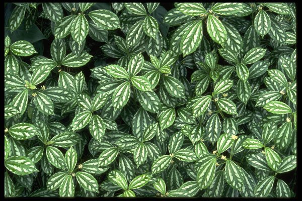 421090 Aluminum Plants A4 Photo Print