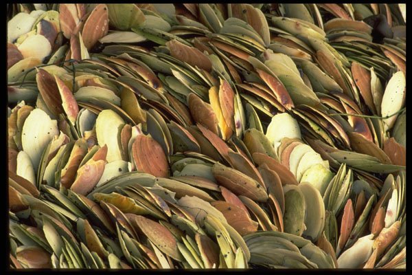 421091 Scallop Shells A4 Photo Print