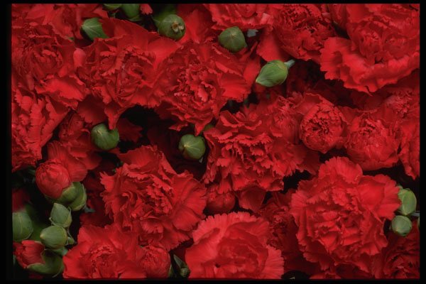 421092 Red Miniature Carnations A4 Photo Print