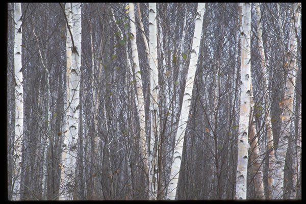 421096 Birch Trees A4 Photo Print