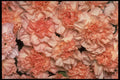 421097 Peach Carnations A4 Photo Print