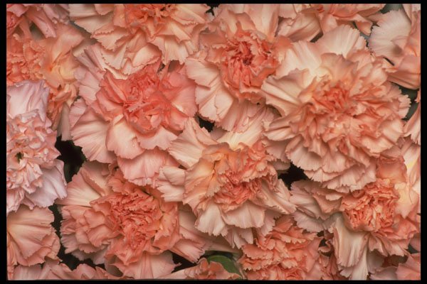 421097 Peach Carnations A4 Photo Print