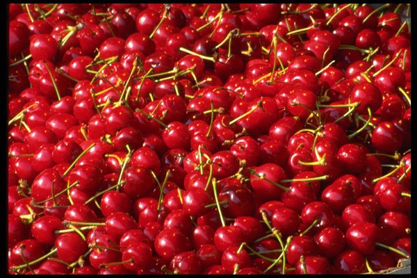 421098 Cherries A4 Photo Print