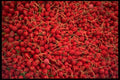 421099 Radishes A4 Photo Print