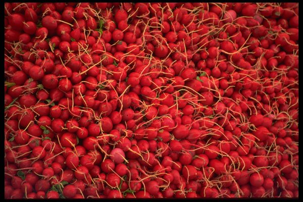 421099 Radishes A4 Photo Print