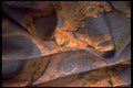 422012 Softly Draped A4 Photo Print