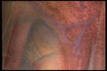 422051 Delicate A4 Photo Print