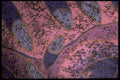 422081 Lavender Hues A4 Photo Print
