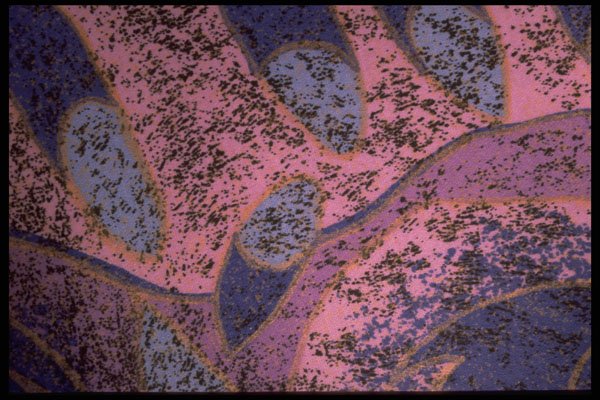 422081 Lavender Hues A4 Photo Print