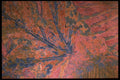 422087 Leaf Detail A4 Photo Print