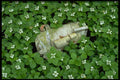 423000 Birch Bark And Bunchberry Flowers A4 Photo Print