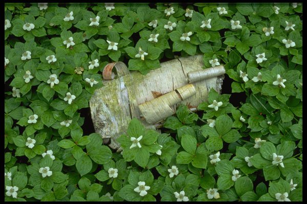 423000 Birch Bark And Bunchberry Flowers A4 Photo Print