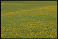 423001 Field Of Dandelion Flowers A4 Photo Print