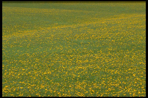 423001 Field Of Dandelion Flowers A4 Photo Print