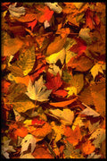 423002 Maple And Beech Leaves A4 Photo Print