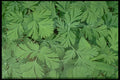 423003 Leaves Of Dutchman's Breeches A4 Photo Print