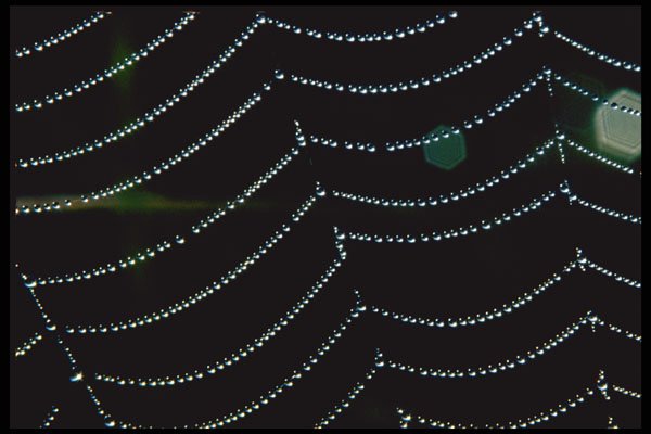 423005 Dew covered Spider Web A4 Photo Print