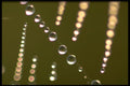 423007 Dew covered Spider Web A4 Photo Print