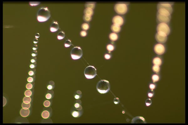 423007 Dew covered Spider Web A4 Photo Print