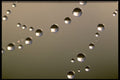 423008 Dew covered Spider Web A4 Photo Print