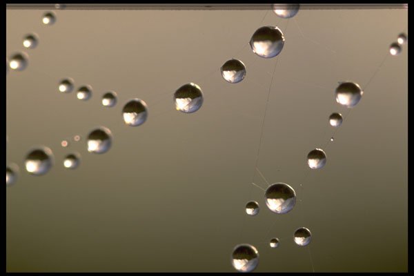 423008 Dew covered Spider Web A4 Photo Print