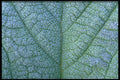 423009 Frost covered Leaf Detail A4 Photo Print