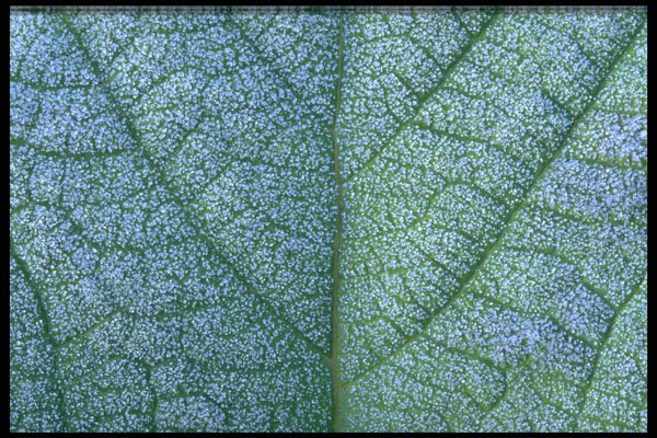 423009 Frost covered Leaf Detail A4 Photo Print