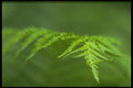 423010 Fern Detail A4 Photo Print