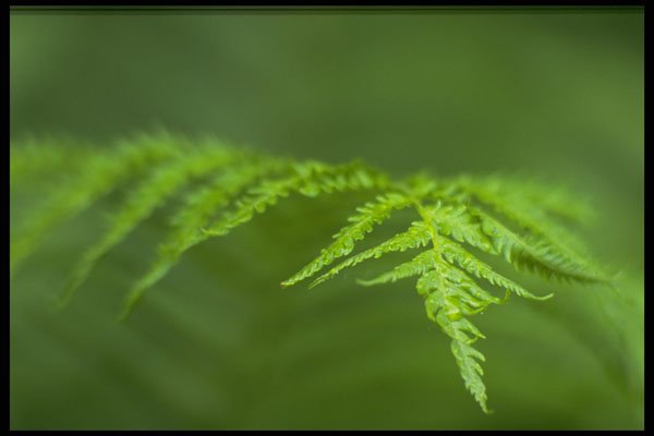 423010 Fern Detail A4 Photo Print
