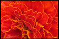423011 Fungus Detail A4 Photo Print
