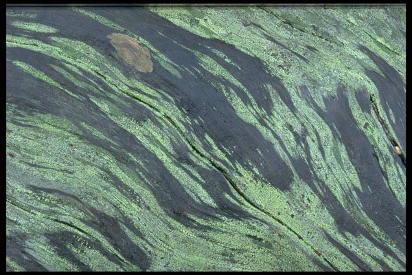 423012 Detail Of The Surface Of An Old Log A4 Photo Print