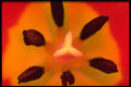 423013 Pistil And Stamen Of A Tulip A4 Photo Print