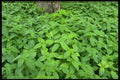 423014 Wild Mint Leaves A4 Photo Print