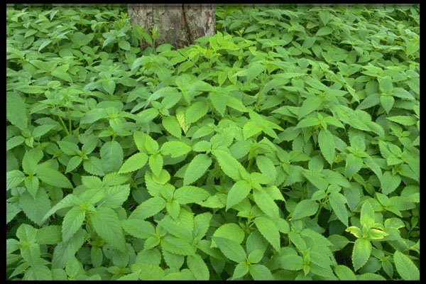 423014 Wild Mint Leaves A4 Photo Print