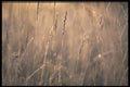 423015 Dew covered Grass At Dawn A4 Photo Print