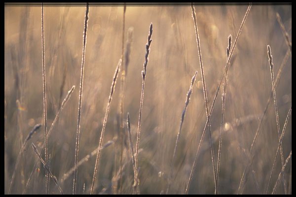 423015 Dew covered Grass At Dawn A4 Photo Print